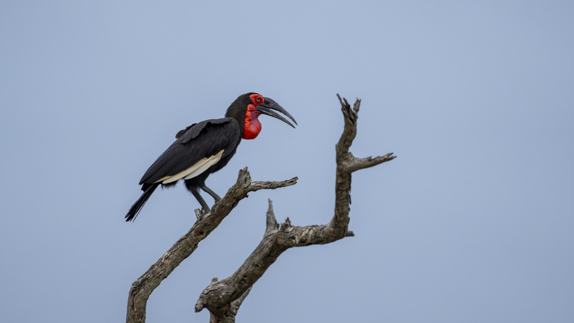 Kruger25 2025 11 02 07 21 57 ILCE 1M2 3729